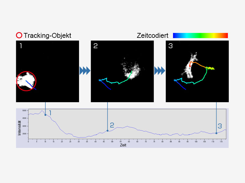 Zeitabhängige Änderung der Zellintensität