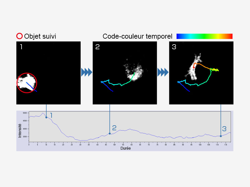 Modification de l’intensité cellulaire en fonction du temps