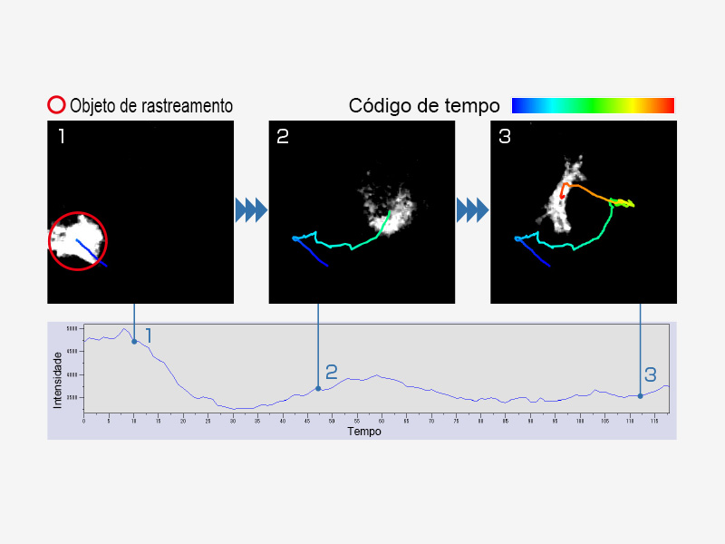Mudança dependente do tempo na intensidade das células
