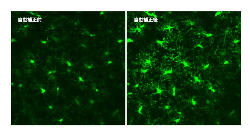 画像提供：マサチューセッツ工科大学（MIT）のMitchell Murdock氏