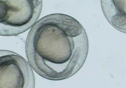 胚胎学