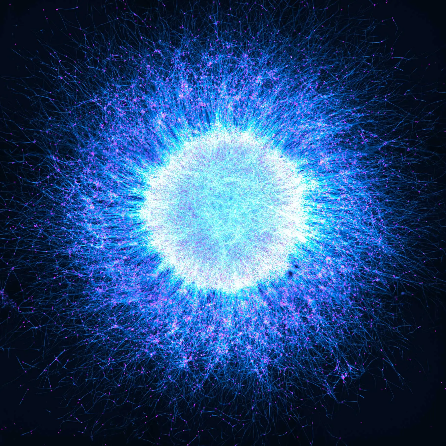 Induced pluripotent stem cell-derived neurospheres. Captured by Katie Holden of the United Kingdom.