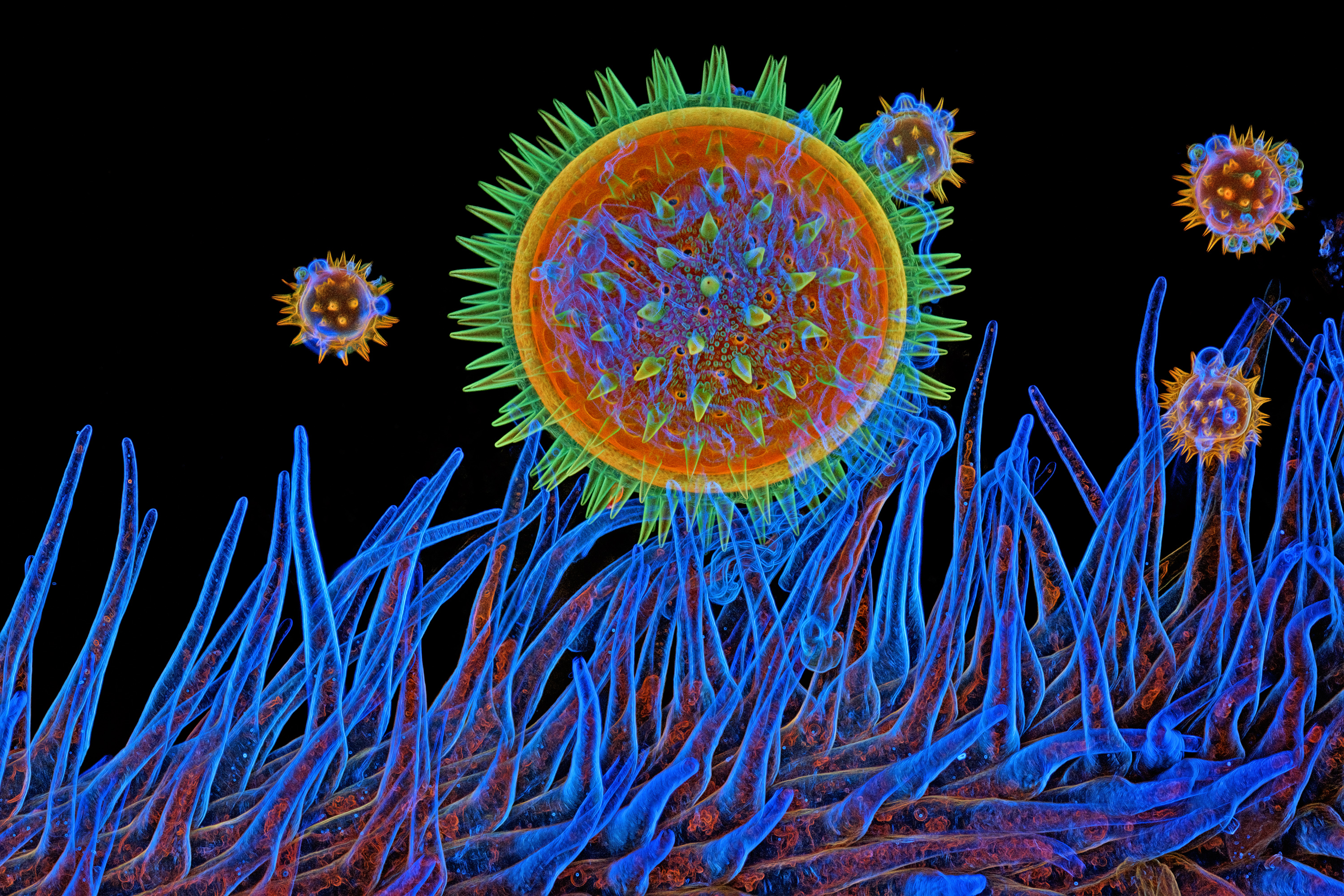Mallow pollen on stigma. Captured by Igor Siwanowicz (USA)