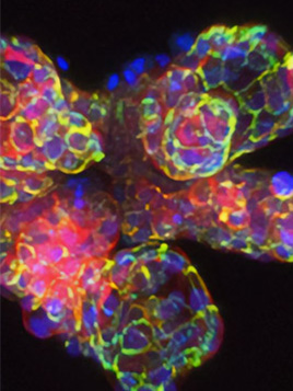 Organoid and 3D Imaging