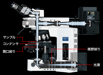 光学顕微鏡の光路図