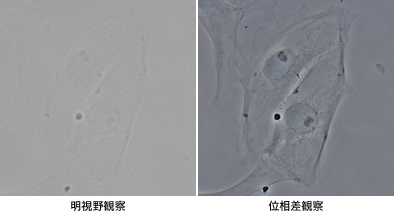 PtK2細胞 PtK2細胞