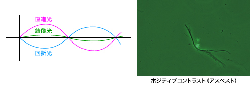 図2 ポジティブコントラストまたはダークコントラスト(逆位相) 図2 ポジティブコントラストまたはダークコントラスト(逆位相)