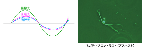 図3 ネガティブコントラストまたはブライトコントラスト(同位相) 図3 ネガティブコントラストまたはブライトコントラスト(同位相)