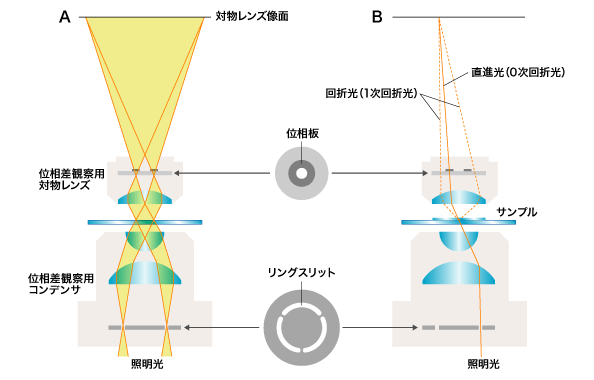 図1 位相差観察の原理 図1 位相差観察の原理