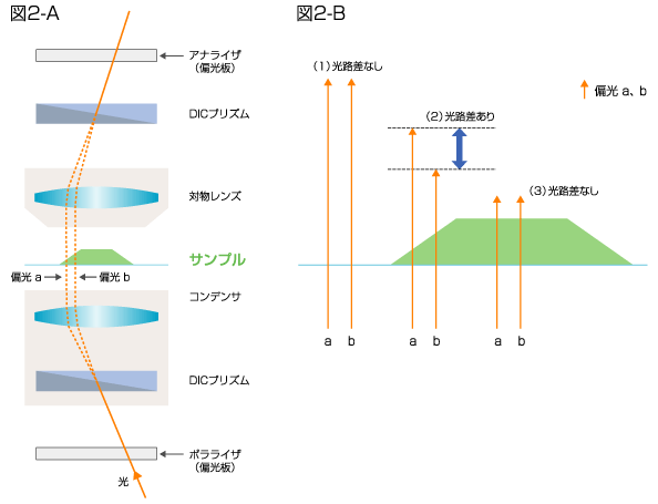 図2 微分干渉観察の原理