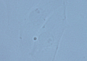 明視野観察（PtK2細胞）