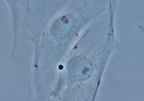 位相差観察（PtK2細胞）