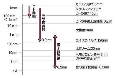 図1　さまざまなものの大きさ