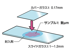 図20 カバーガラス標本の構造