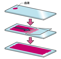 図22 ノーカバー標本の構造