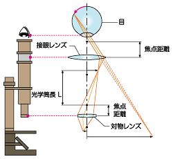 図10 顕微鏡の結像のしくみ
