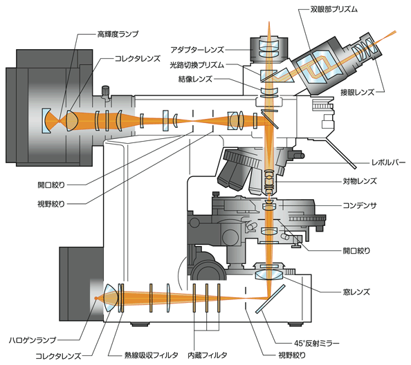図1 顕微鏡光学系の例(正立型顕微鏡)
