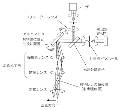 図6 共焦点顕微鏡の光学系概略 図6 共焦点顕微鏡の光学系概略