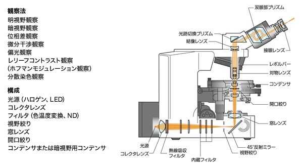 図3 透過型顕微鏡 光路図
