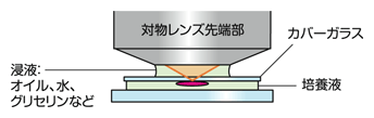 図7 対物レンズと浸液