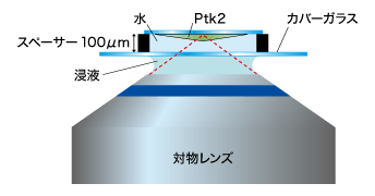 培養細胞の微小管（カバーガラスより100μm離れた位置でのPtk2）