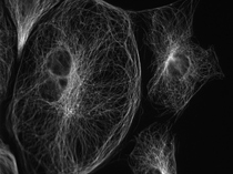 図9 水浸対物レンズ NA 1.2