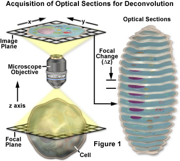 Acquisition of optical sections for deconvolution