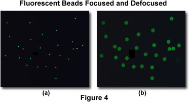 Fluorescent Beads Focused and Defocused