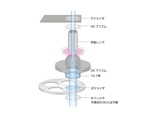 微分干渉観察にはセナルモン方式DICを採用