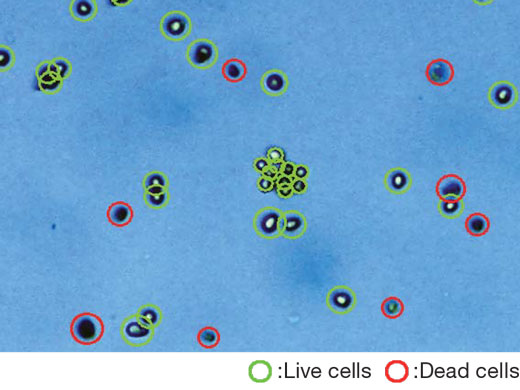 Accurate Cell Counting