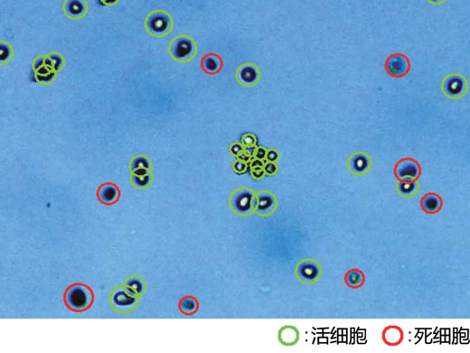 准确的细胞计数