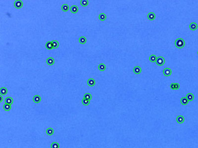 A549： Human lung carcinoma