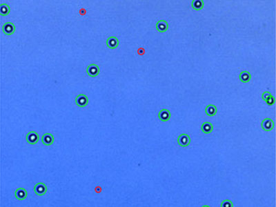 H1299： Human non-small cell lung carcinoma