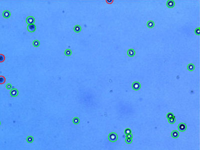 Hs 578T： Human mammary carcinoma