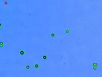 MCF7： Human breast adenocarcinoma
