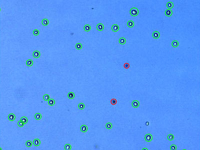 NIH3T3： Mouse embryonic fibroblast