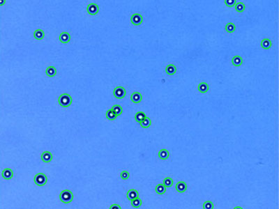 PC-3： Human prostate adenocarcinoma