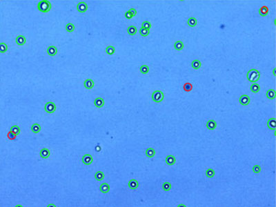 STO： Mouse embryonic fibroblast