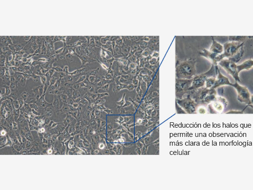 Modo de cultivo celular