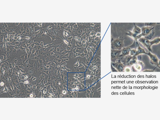 Mode culture cellulaire