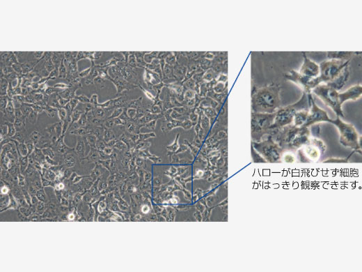 培養細胞モード