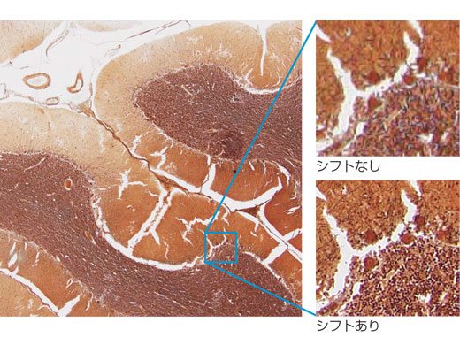 低倍観察時にも鮮鋭な画像を取得可能