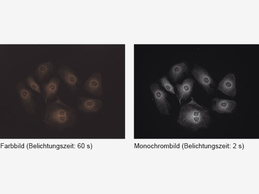Robuste Lösung für die allgemeine Biologie