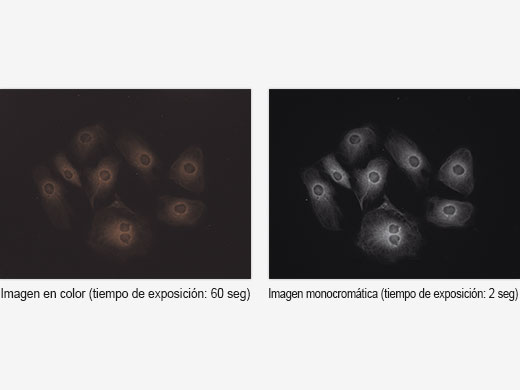 Solución robusta para campo biológico en general