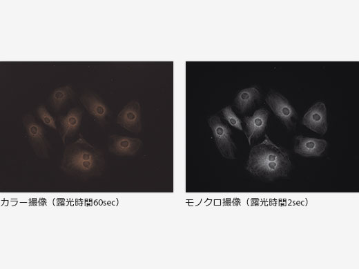 蛍光画像ニーズに応えるモノクロカメラ