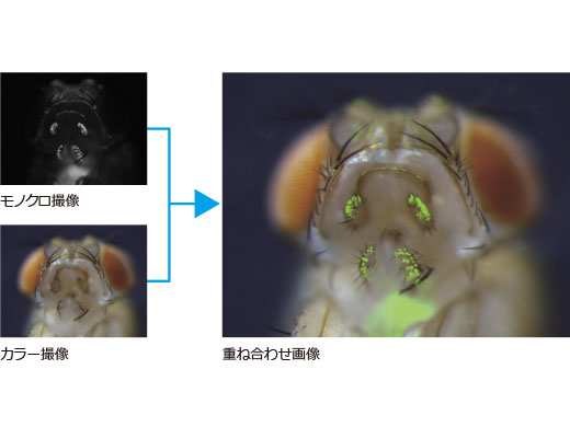 画素ずれのないモノクロ画像とカラー画像のオーバーレイ画像
