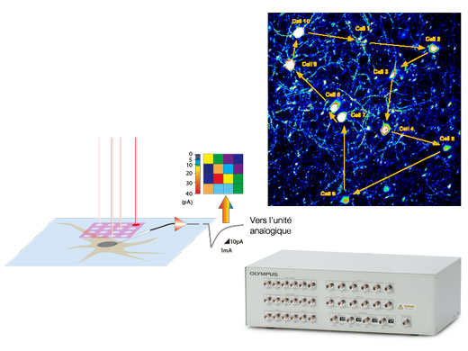 Configurations optimisées pour les expériences électrophysiologiques
