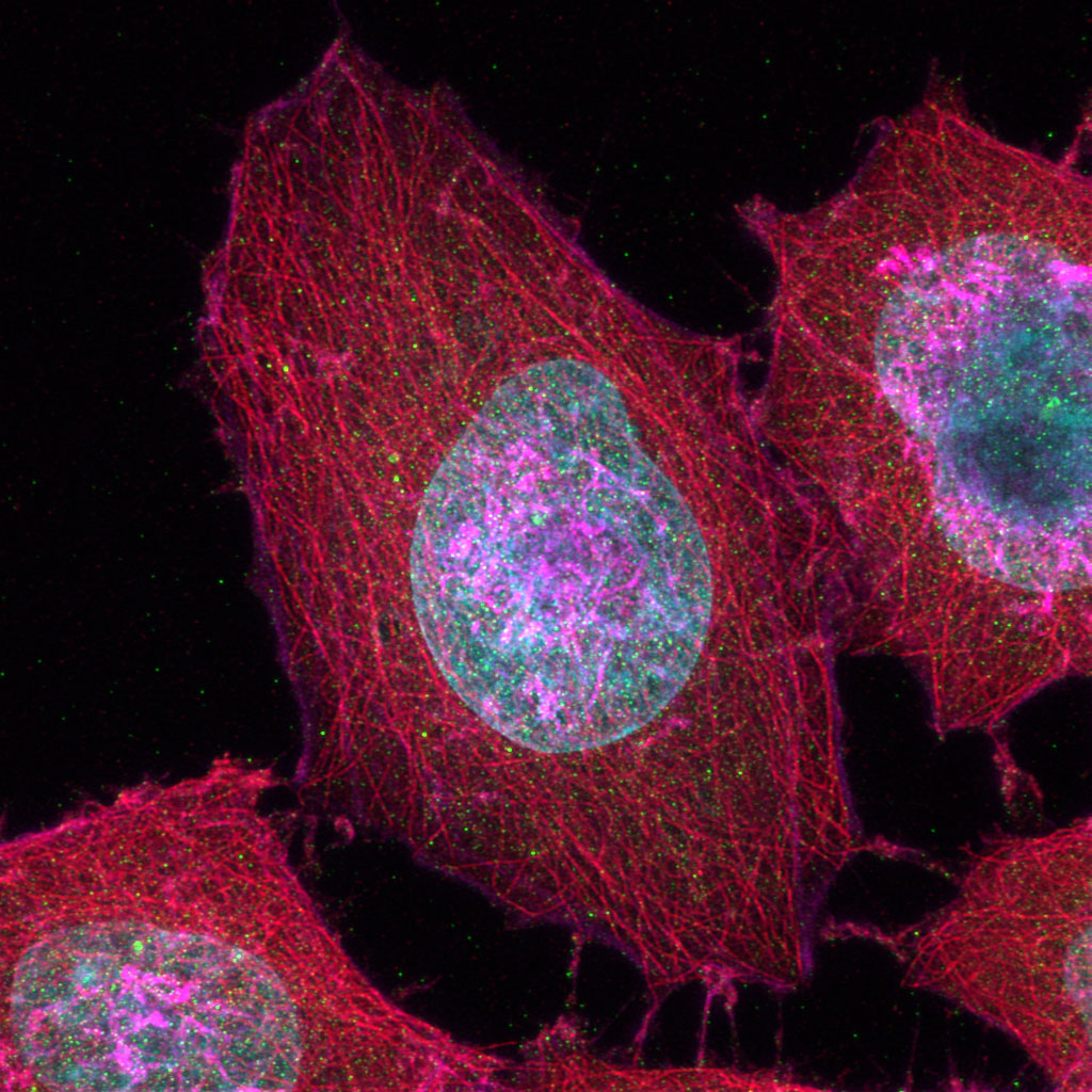 细胞骨架4色细胞