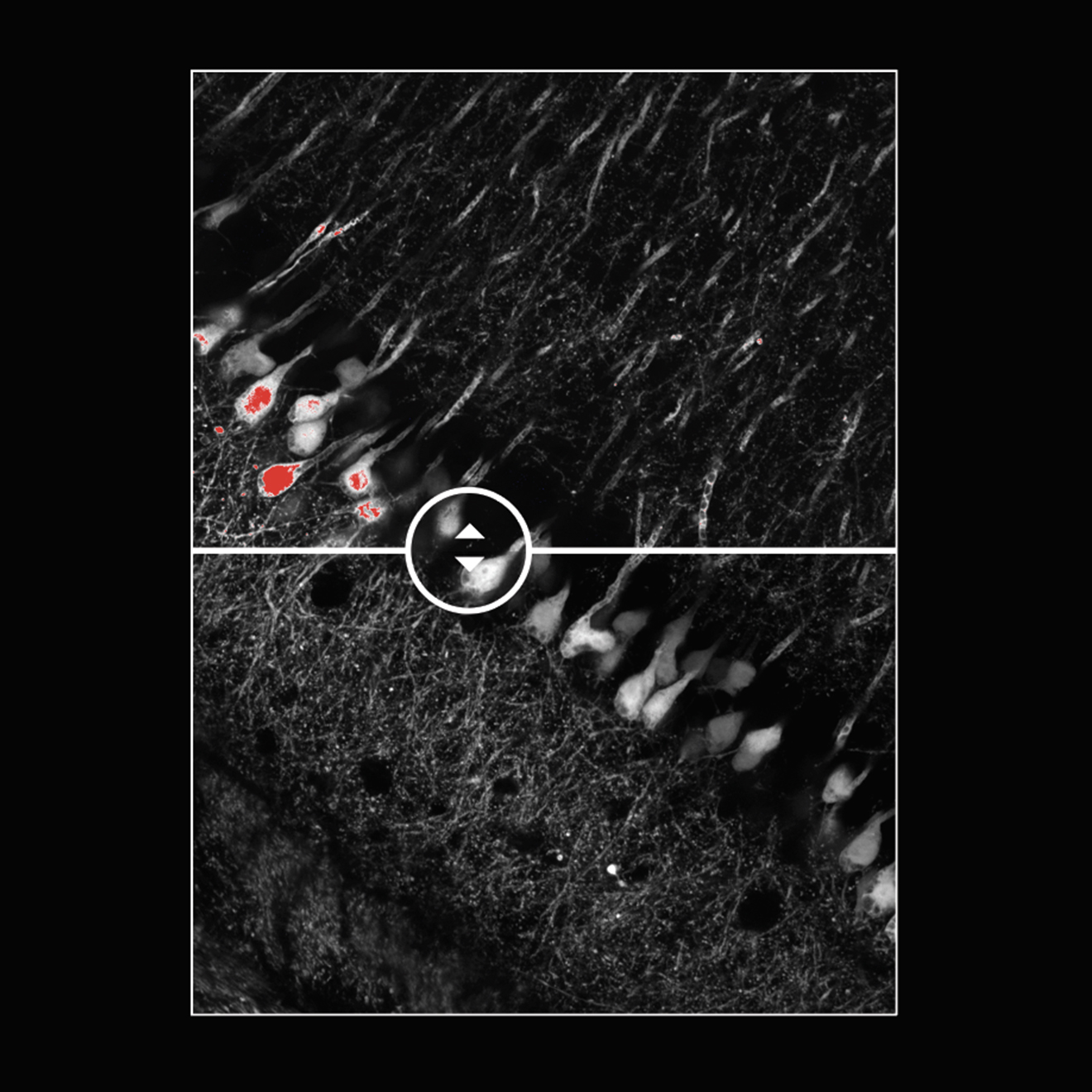Comparison images showing image saturation from a GaAsP-PMT detector (in red) and the same image captured with the SilVIR detector (no saturation).