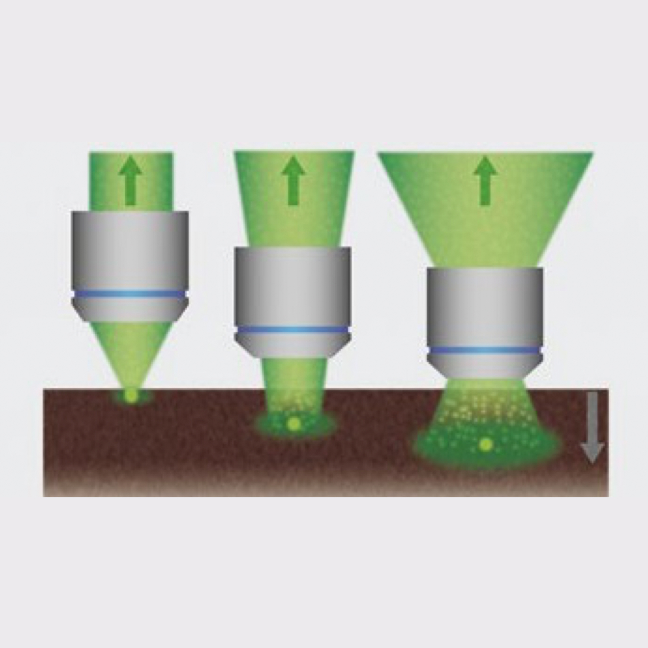 Wide fields of view enable these objectives to efficiently collect scattered fluorescence photons and generate brighter images from deep within specimens.